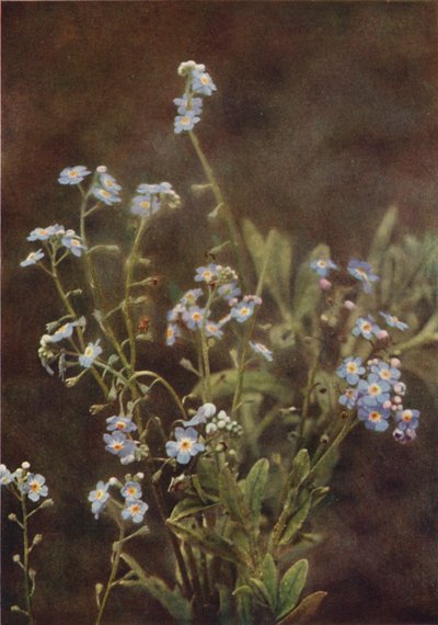 Vilde blomster: Forglem-Mig-Ej (farvefoto) af Charles Essenhigh Corke