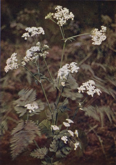 Vilde blomster: Hækpersille (farvefoto) af Charles Essenhigh Corke