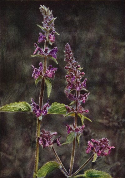 Vilde blomster: Hedge Stachys (farvefoto) af Charles Essenhigh Corke