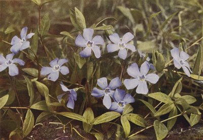 Vilde blomster: Lesser Periwinkle (farvefoto) af Charles Essenhigh Corke
