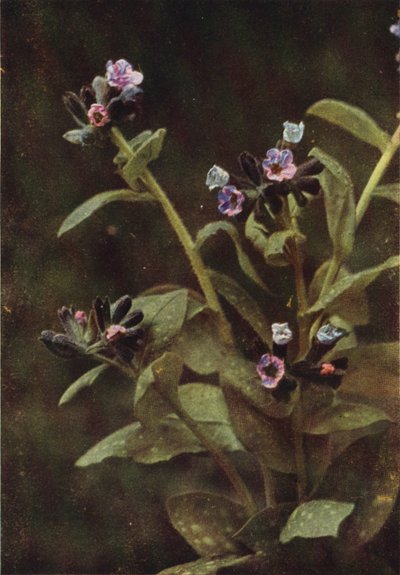 Vilde blomster: Lungeurt (farvefoto) af Charles Essenhigh Corke
