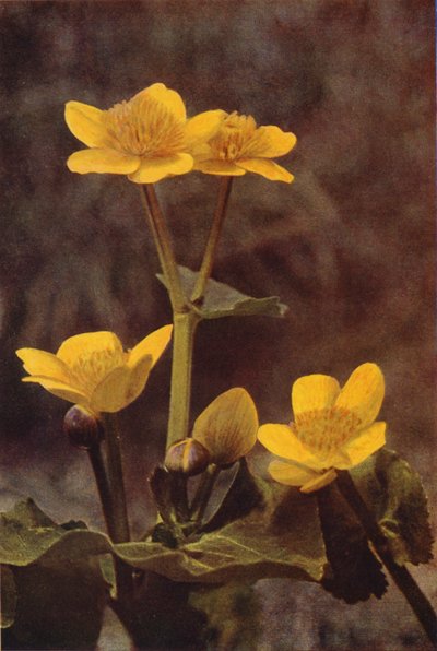 Vilde blomster: Marsh Marigold (farvefoto) af Charles Essenhigh Corke