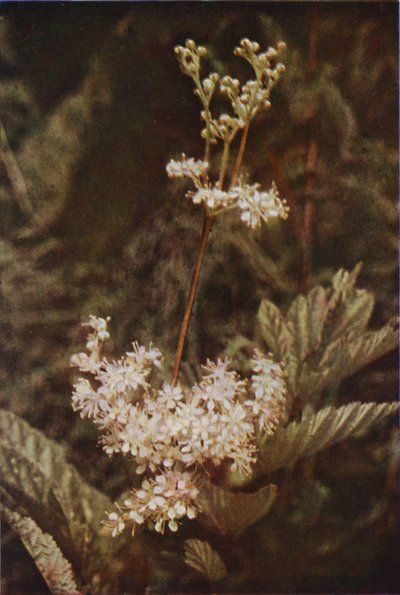 Vilde blomster: Meadow-Sweet (farvefoto) af Charles Essenhigh Corke