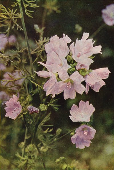 Vilde blomster: Musk Mallow (farvefoto) af Charles Essenhigh Corke