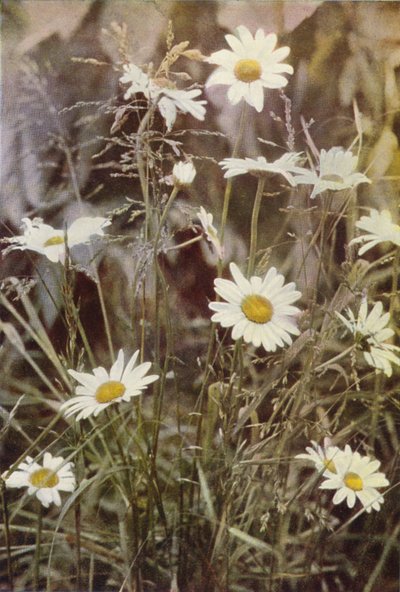 Vilde blomster: Ox-Eye Daisy (farvefoto) af Charles Essenhigh Corke