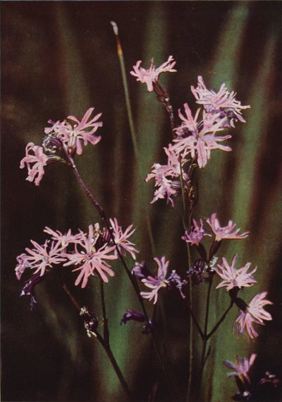 Vilde blomster: Ragged Robin (farvefoto) af Charles Essenhigh Corke