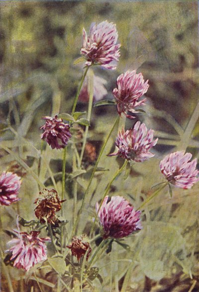 Vilde blomster: Rødkløver (farvefoto) af Charles Essenhigh Corke
