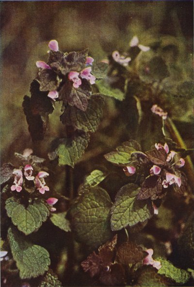 Vilde blomster: Red Dead Nettle (farvefoto) af Charles Essenhigh Corke