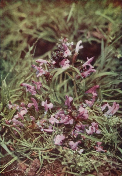 Vilde blomster: Rød rangle (farvefoto) af Charles Essenhigh Corke