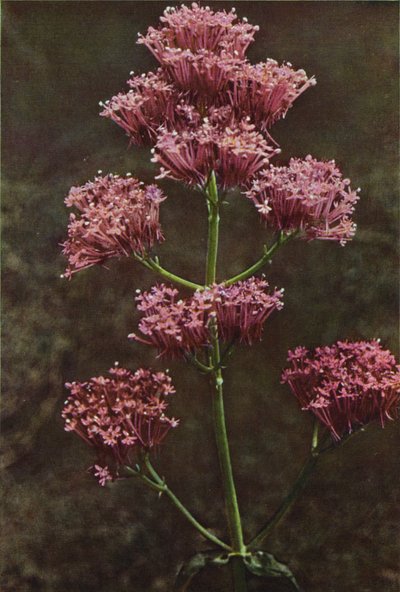 Vilde blomster: Rød baldrian (farvefoto) af Charles Essenhigh Corke