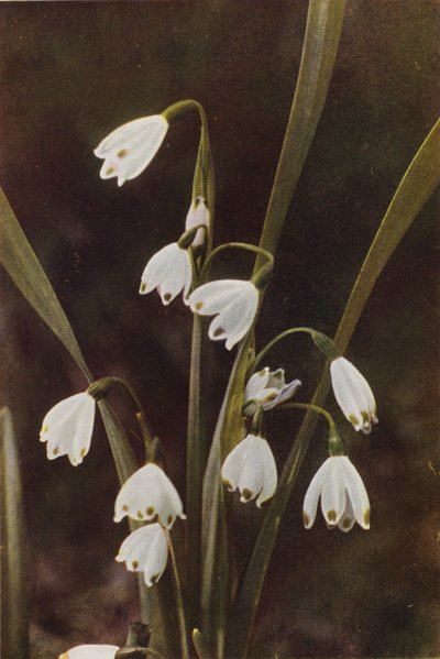 Vilde blomster: Snefnug (farvefoto) af Charles Essenhigh Corke