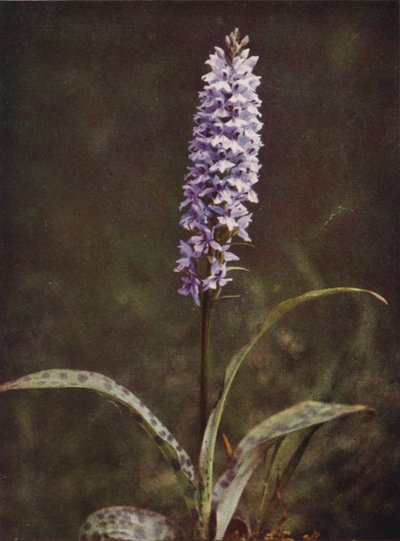 Vilde blomster: Spotted Orchis (farvefoto) af Charles Essenhigh Corke