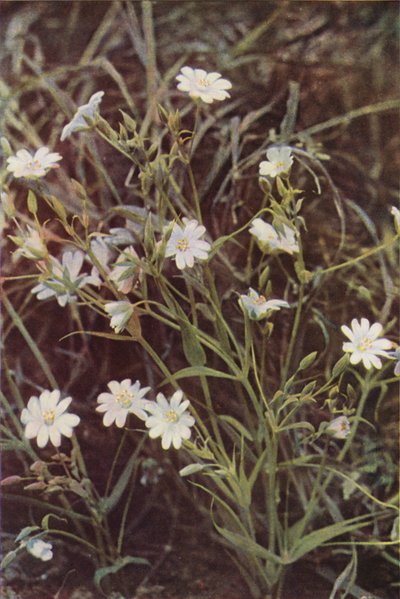 Vilde blomster: Stitchwort (farvefoto) af Charles Essenhigh Corke