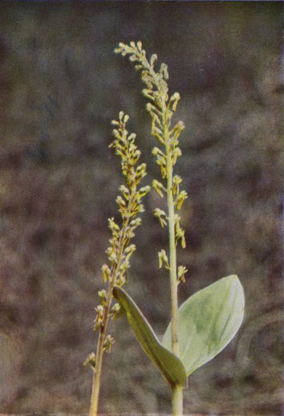 Vilde blomster: Twayblade (farvefoto) af Charles Essenhigh Corke
