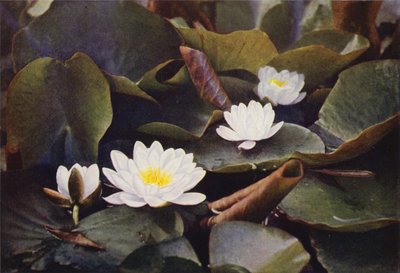 Vilde blomster: Hvid åkande (farvefoto) af Charles Essenhigh Corke