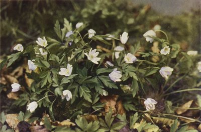 Vilde blomster: Skovanemone (farvefoto) af Charles Essenhigh Corke