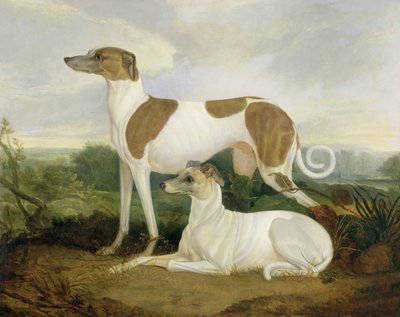 To Greyhounds i et Landskab af Charles Hancock