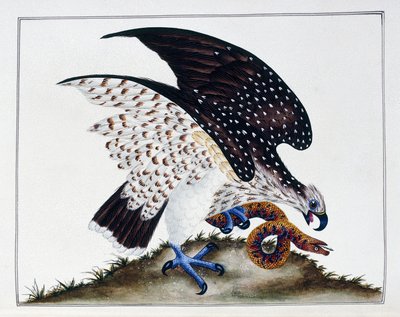 Rovfugl med slange, 1808-21 af Charles Hayes