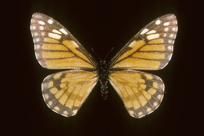 Baronia brevicornis af Augustus Kollner