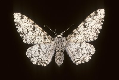 Betularia biston/Birk Phalene af Augustus Kollner
