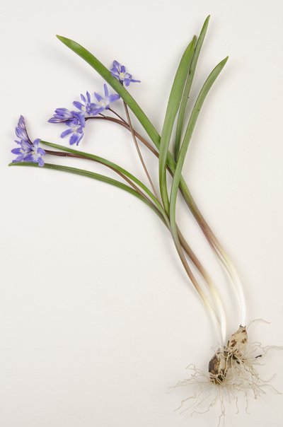 Botanisk tavle/Chionodoxa forbesii/Chionodoxa luciliae/Sneens herlighed af Augustus Kollner