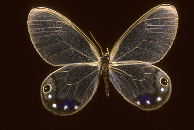 Cithaerias esmeralda/Esmeralda af Augustus Kollner