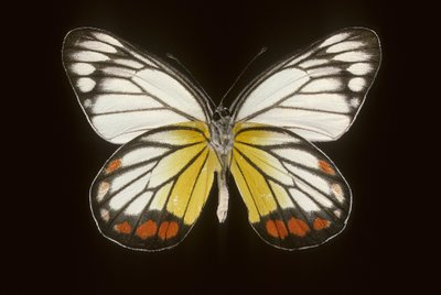 Delias hyparete/Mand af Augustus Kollner
