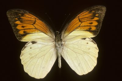 Hebomoia leukippe sulfurea af Augustus Kollner