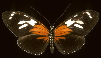 Heliconius burneyi catherina/Heliconie af Augustus Kollner