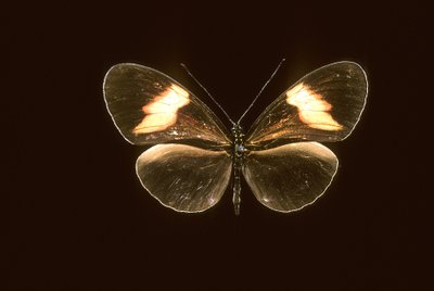 Heliconius melpomene/Heliconie melpomene af Augustus Kollner