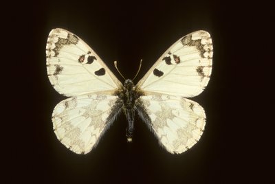 Hypermnestra helios af Augustus Kollner