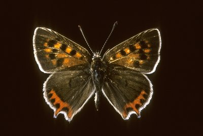 Lycaena phlaeas/Almindelig kobber af Augustus Kollner