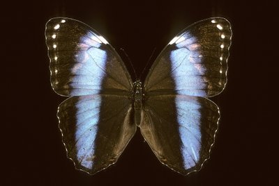 Morpho achilles/han af Augustus Kollner