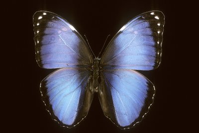 Morpho vitrea af Augustus Kollner