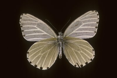 Mylothris humblot af Augustus Kollner