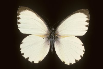 Mylothris gik jeg af Augustus Kollner