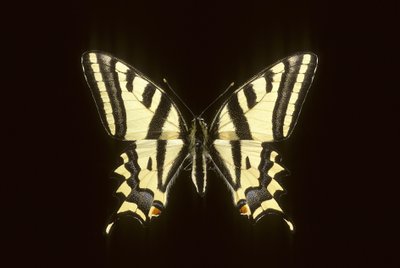 Papilio alexanor/Alexanor af Augustus Kollner