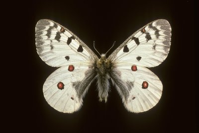 Parnassius phoebus/lille apollo af Augustus Kollner