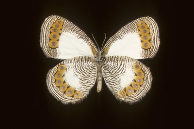 Physcaeneura leda af Augustus Kollner