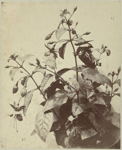 Blomsterstilleben med fuchsia af Charles Hippolyte Aubry