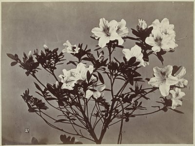 Blomsterstilleben med liljer af Charles Hippolyte Aubry