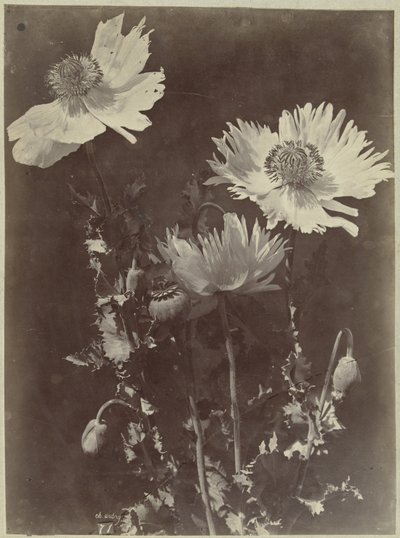 Blomsterstilleben med valmuer af Charles Hippolyte Aubry