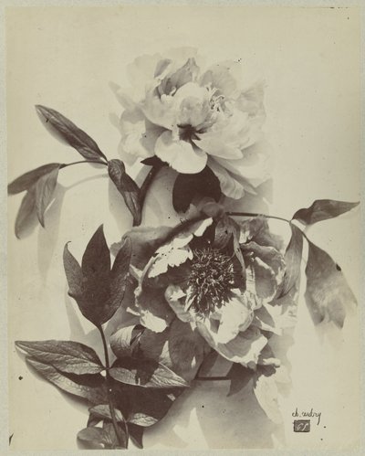 Blomsterstilleben med pæoner af Charles Hippolyte Aubry