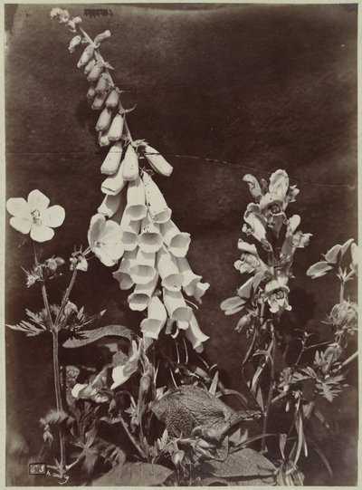 Blomsterstilleben med fingerbøtte af Charles Hippolyte Aubry