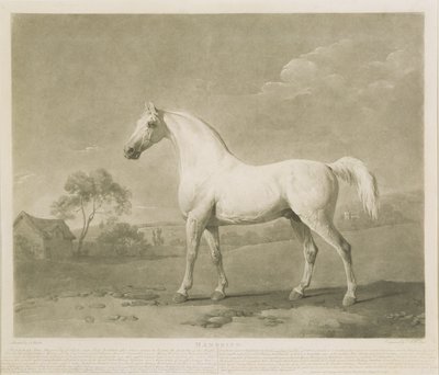 Mambrino, efter George Stubbs, 1788 (mezzotint) af Charles Howard Hodges