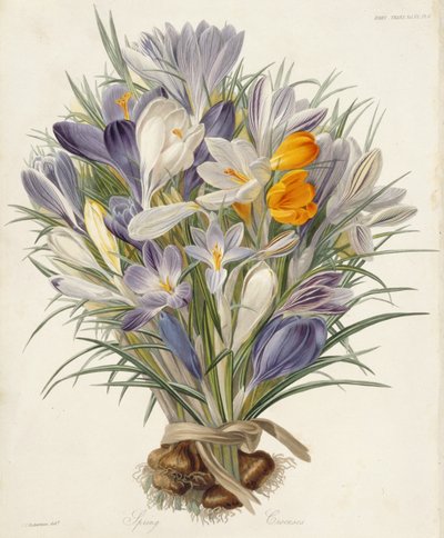 Spring Crocuses, plade fra Transactions of the Horticultural Society, London, bind VII, 1830 (håndfarvet gravering) af Charles John Robertson