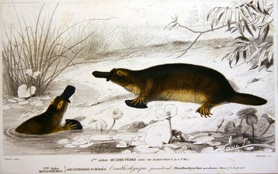 Platypi, illustration fra 