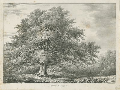 Lichfield - ["Dr. Johnson"s"] Willow Tree: litografi, nd [1789-1850] af Charles Joseph Hullmandel