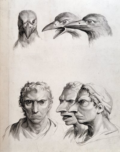 Profiler af fugl og "man-bird (man-bird)" - af Lebrun, i "" Behandler om menneskets fysionomie sammenlignet med dyrs"" af Charles Le Brun