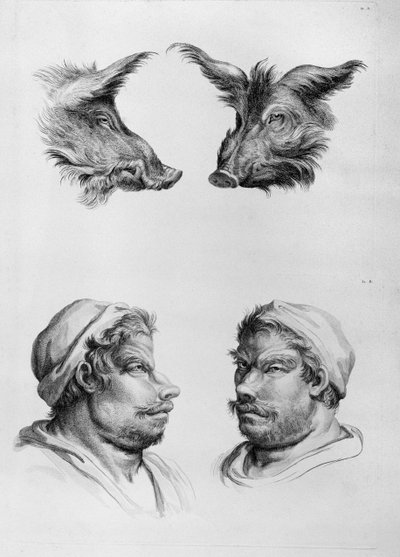 Ligheder mellem hovedet af en orne og en mand, fra 